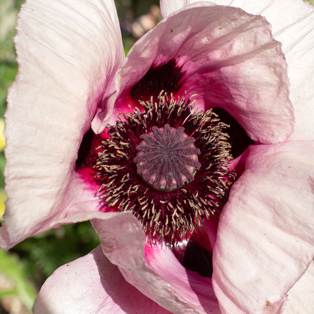 Papaver orientale Royal Wedding - Oriental Poppy