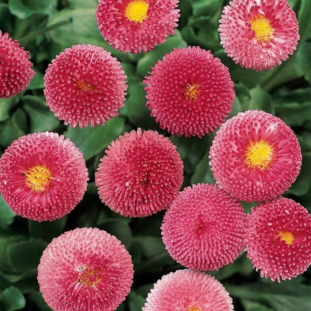 Bellis perennis Tasso Rose - Common Daisy