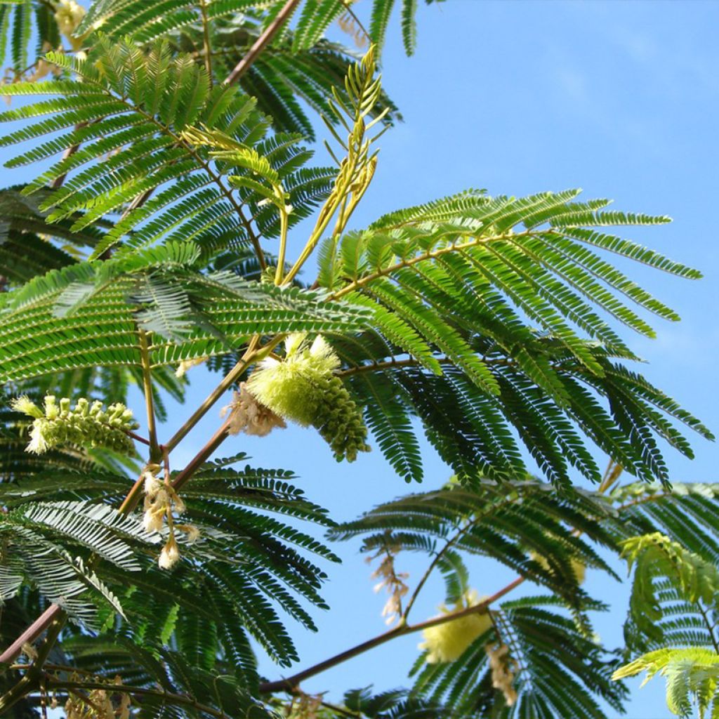 Paraserianthes lophantha - Albizzia - Acacia du Cap