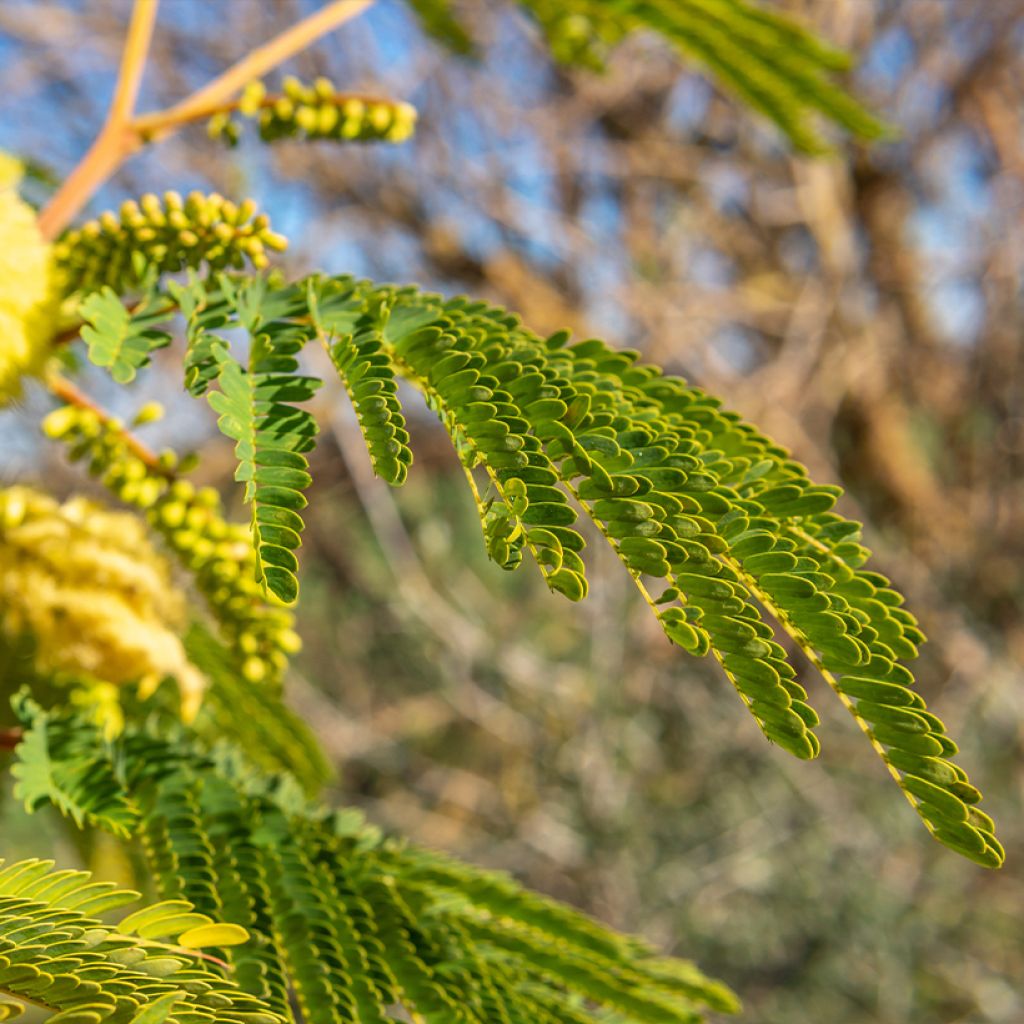 Paraserianthes lophantha - Albizzia - Acacia du Cap