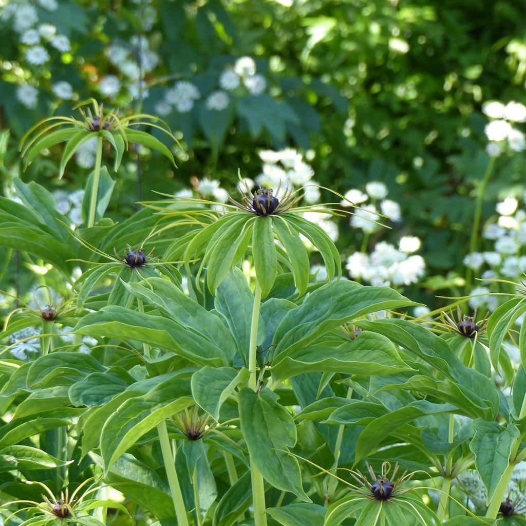 Paris polyphylla