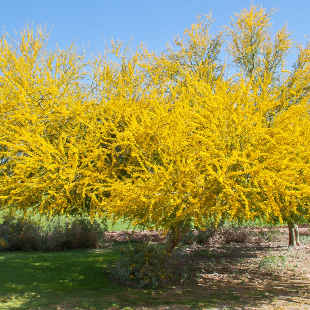 Cercidium floridum - Parkinsonia florida