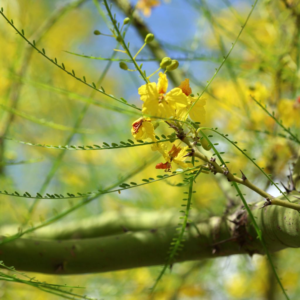 Cercidium floridum - Parkinsonia florida