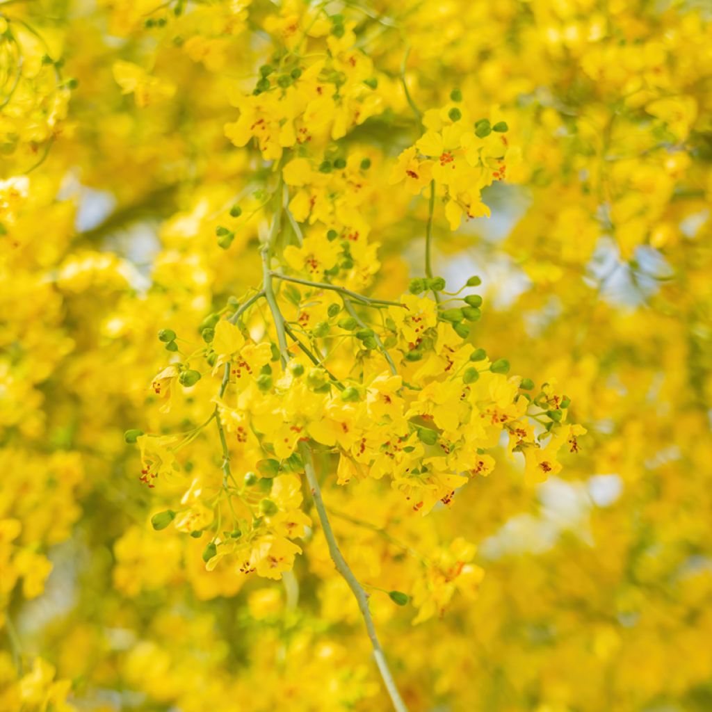 Cercidium floridum - Parkinsonia florida