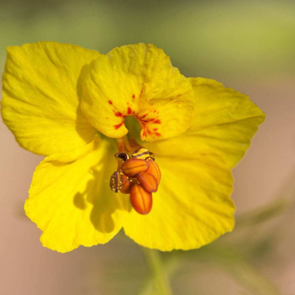Cercidium floridum - Parkinsonia florida