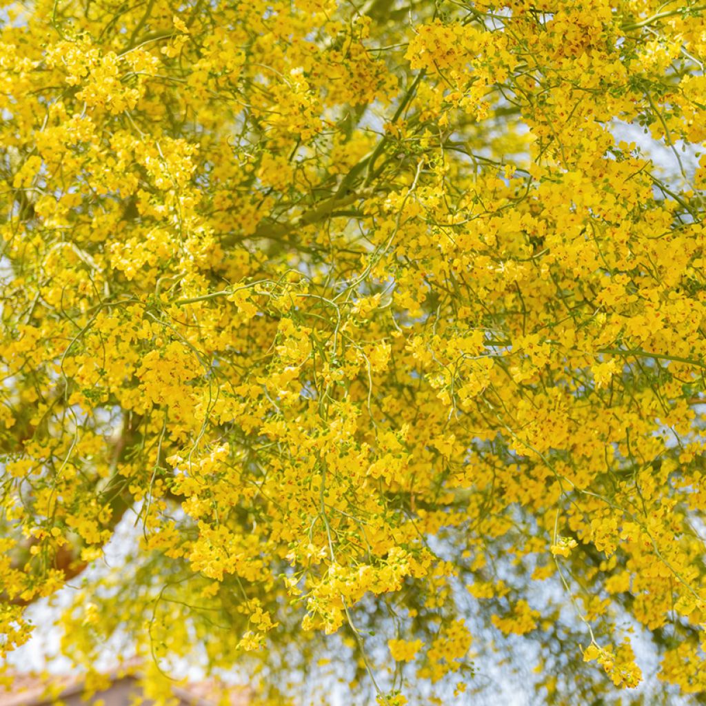 Cercidium floridum - Parkinsonia florida