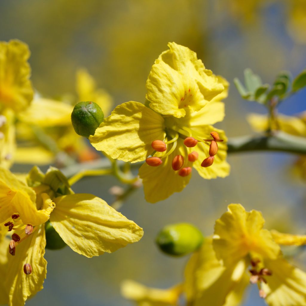 Cercidium floridum - Parkinsonia florida