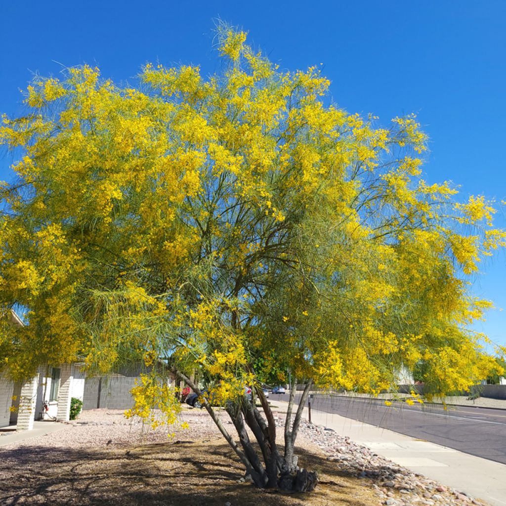 Cercidium floridum - Parkinsonia florida