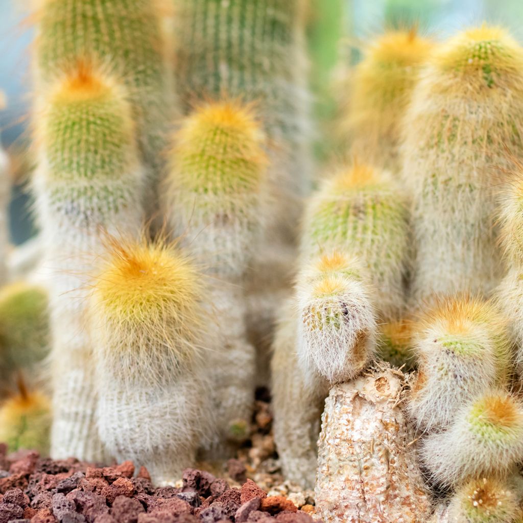 Parodia leninghausii