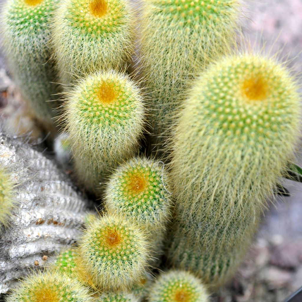 Parodia leninghausii