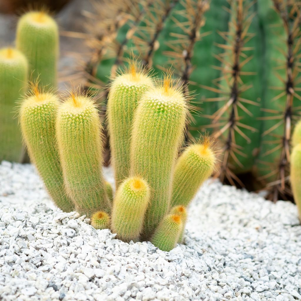 Parodia leninghausii