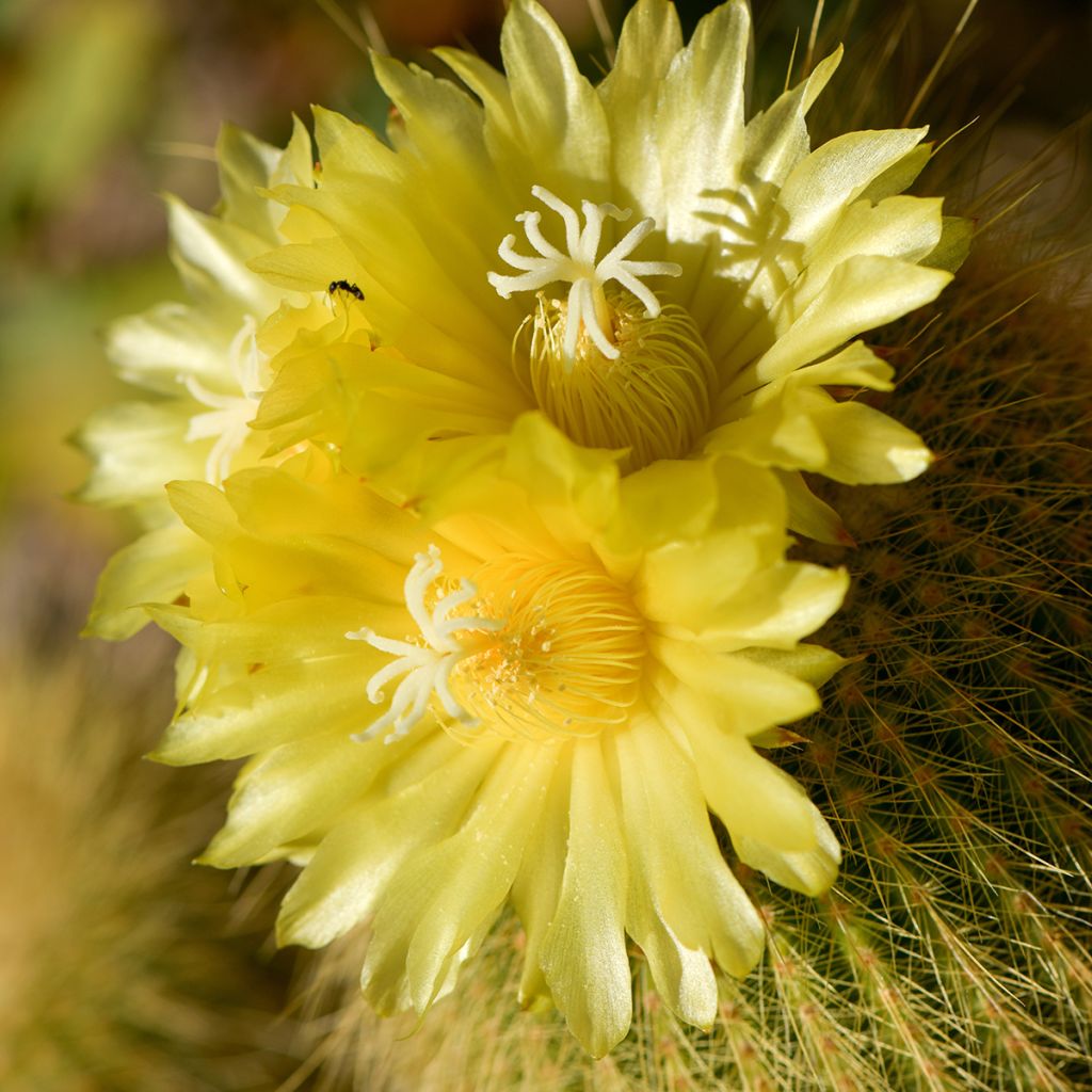 Parodia leninghausii