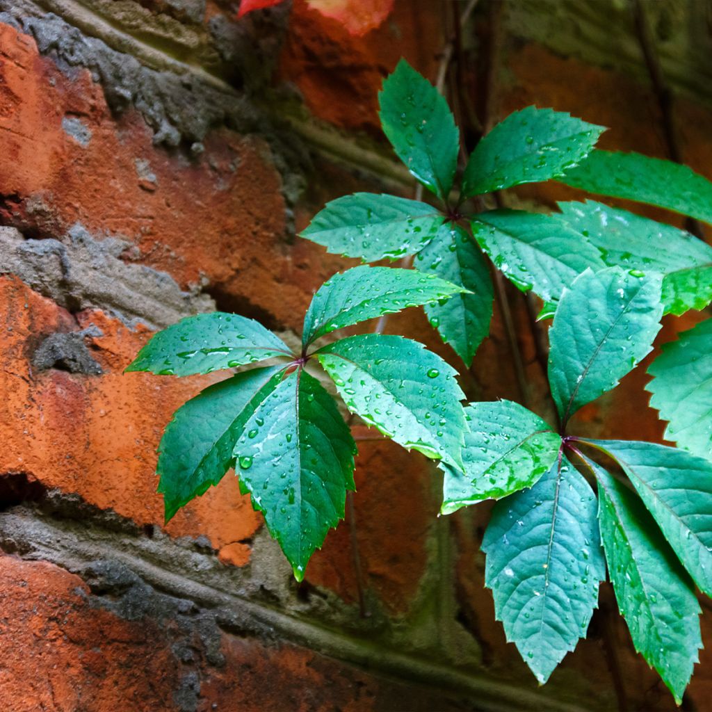 Vigne vierge vraie, Vigne vierge de Virginie - Parthenocissus quinquefolia Red Wall livré en hauteur 60/120 cm en pot de 3l/4l