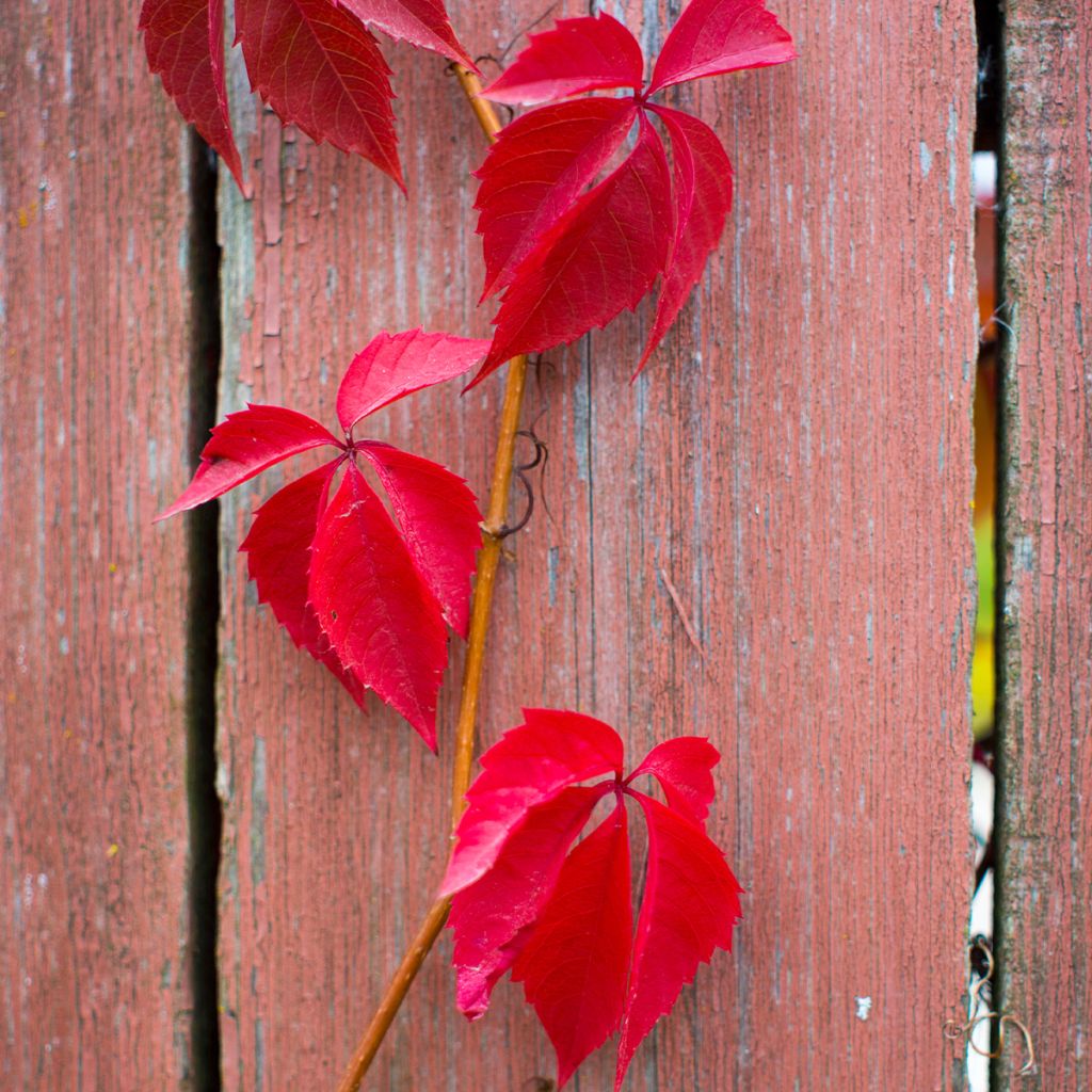 Vigne vierge vraie, Vigne vierge de Virginie - Parthenocissus quinquefolia Red Wall livré en hauteur 60/120 cm en pot de 3l/4l