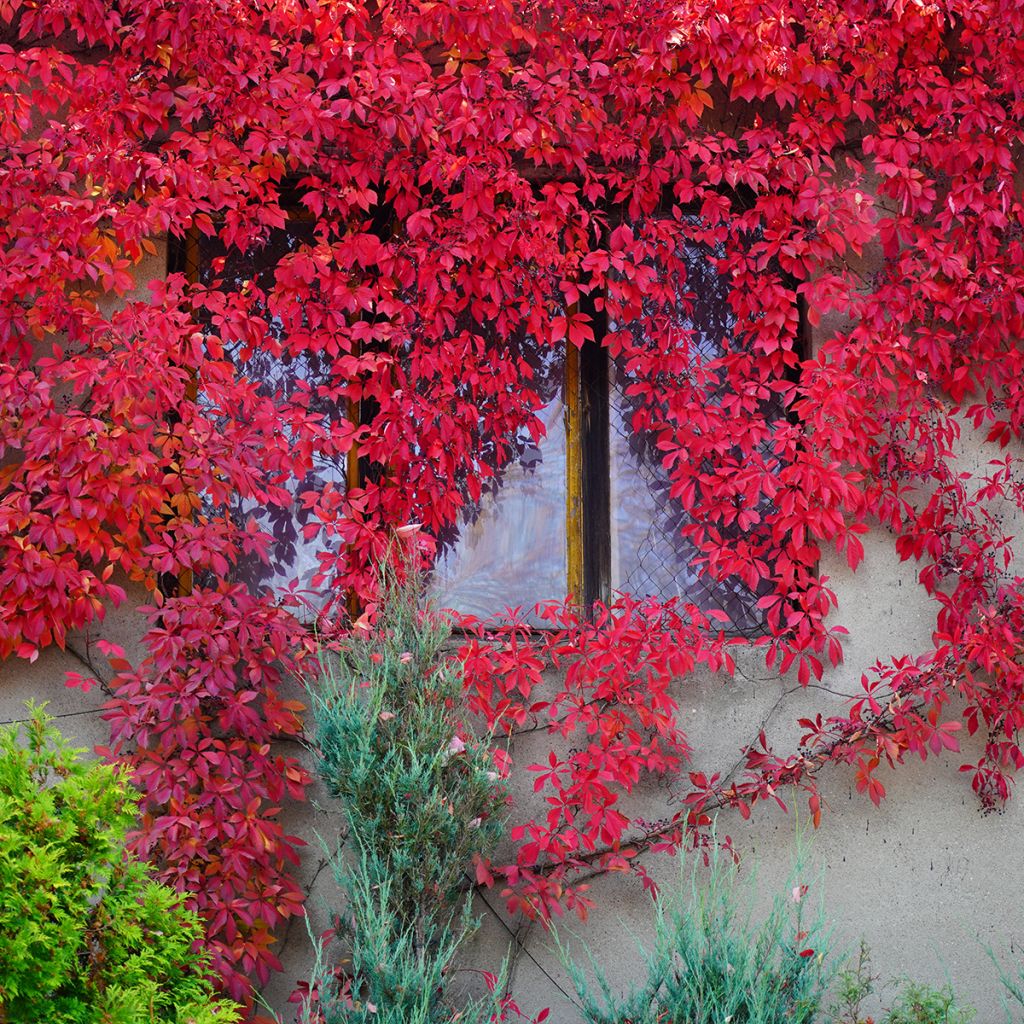 Vigne vierge vraie, Vigne vierge de Virginie - Parthenocissus quinquefolia Red Wall livré en hauteur 60/120 cm en pot de 3l/4l