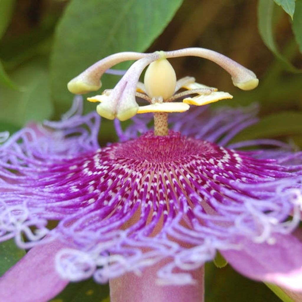 Passiflore Lavender Lady - Fleur de la Passion