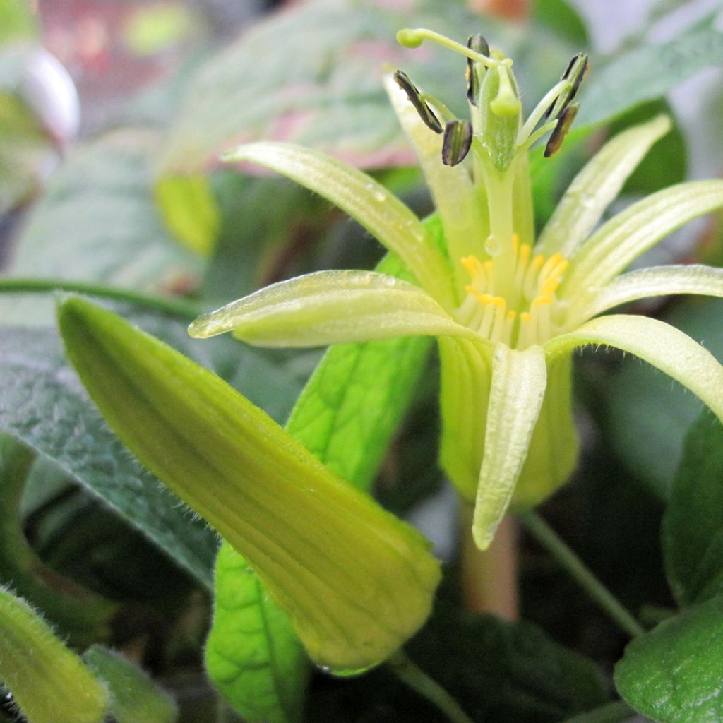 Passiflora citrina