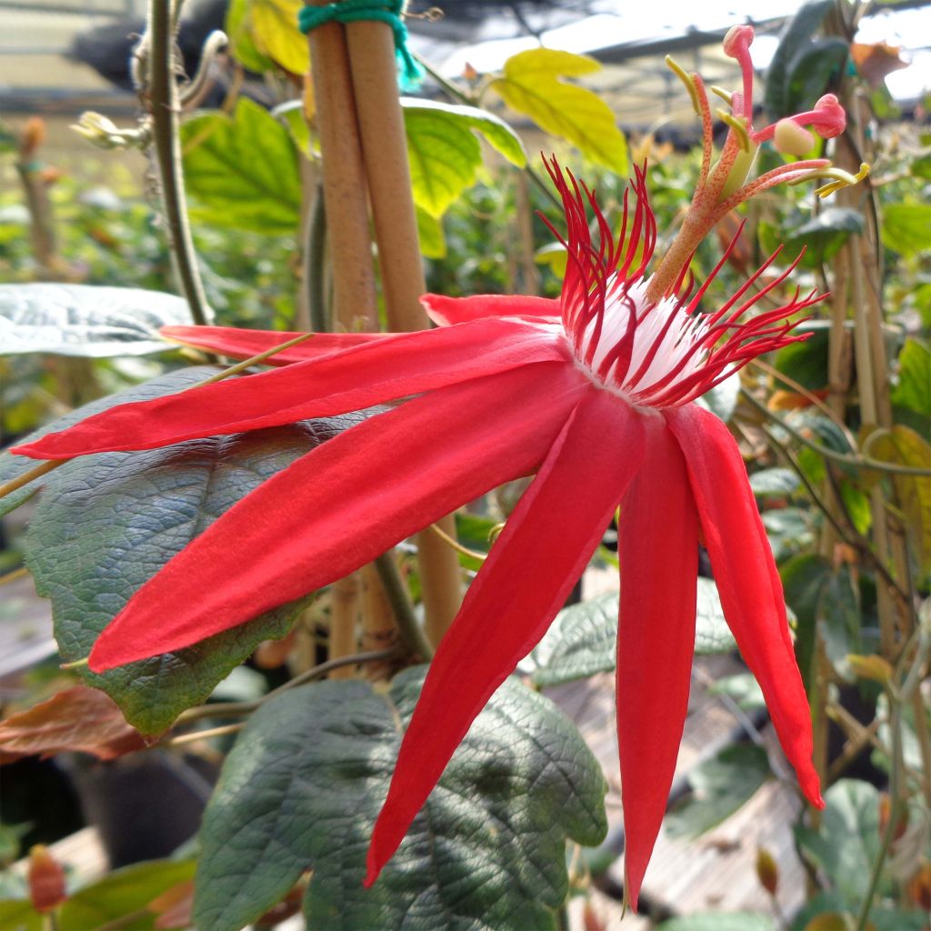 Passiflora vitifolia - Passiflore à feuilles de vigne