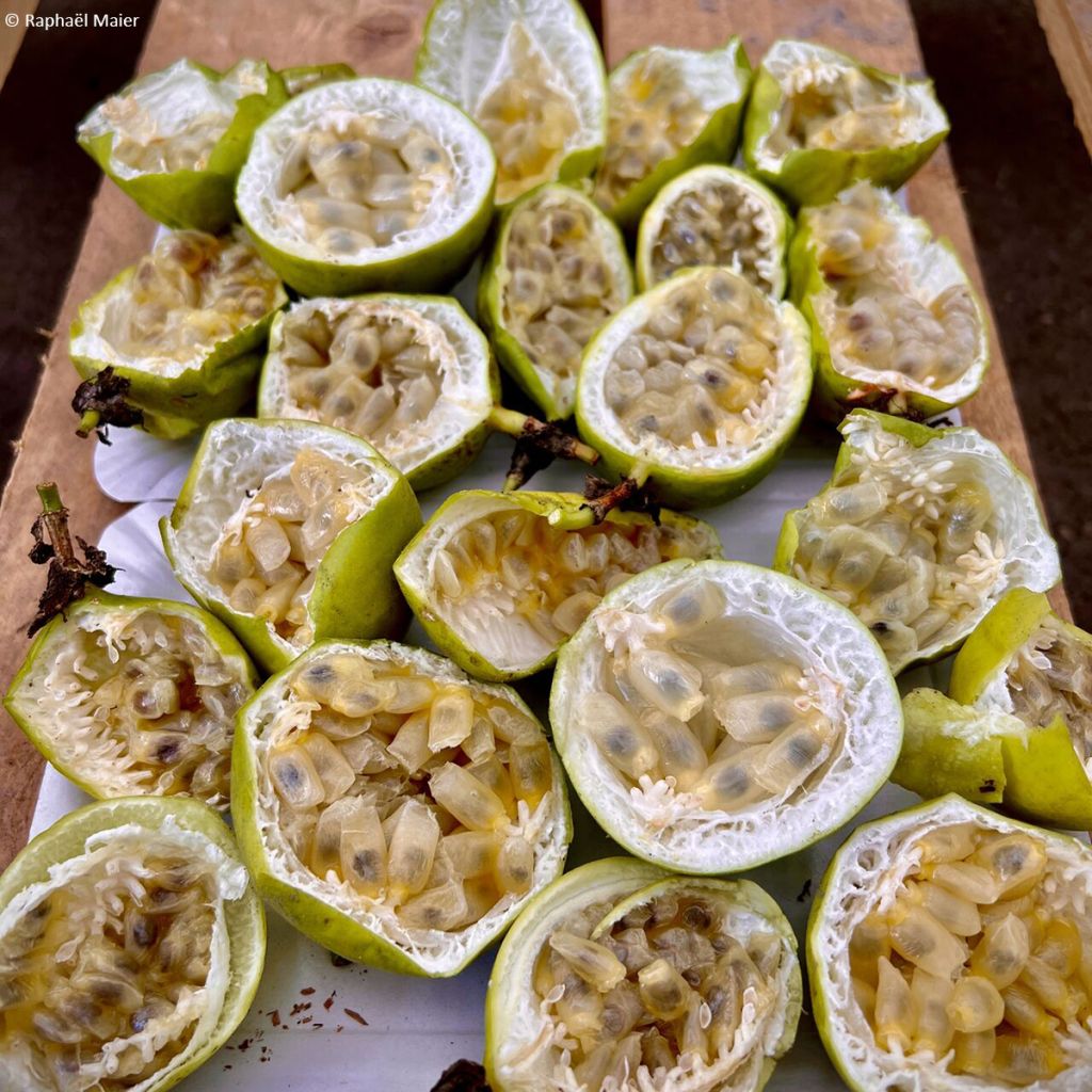 Passiflora incarnata Snowstar - Passion Flower