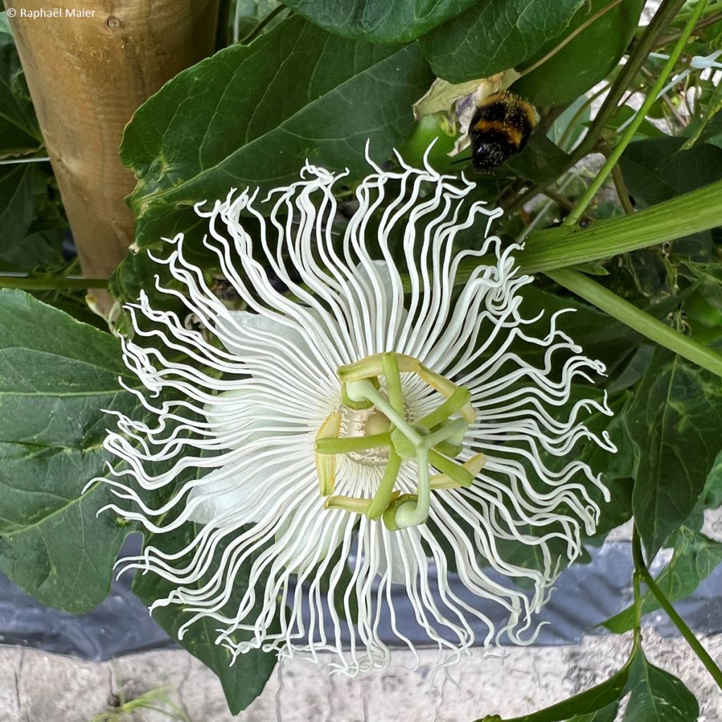 Passiflora incarnata Snowstar - Passion Flower