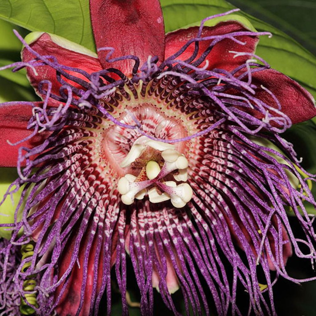 Passiflora quadrangularis