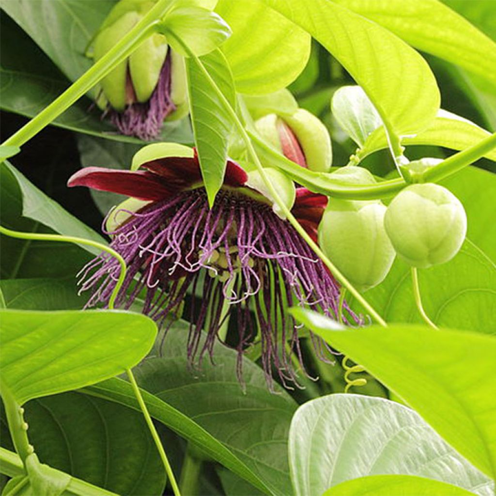 Passiflore quadrangularis - Barbadine