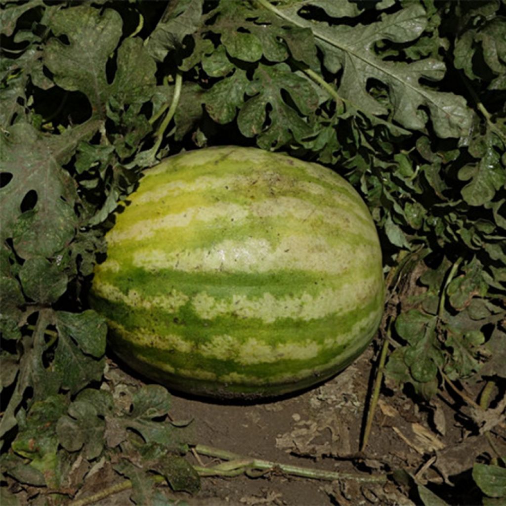 Pastèque Crimson Sweet - Citrullus lanatus