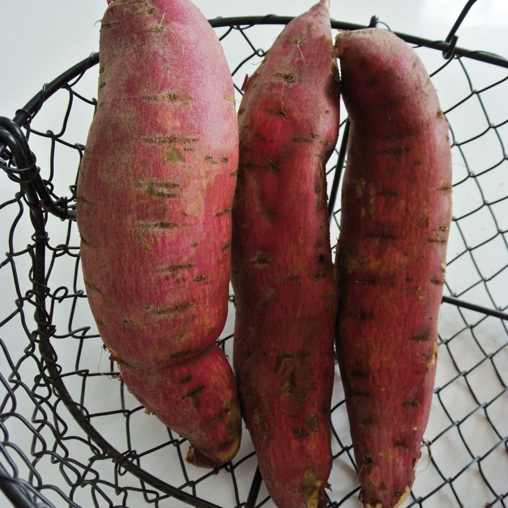 Patate douce Murasaki 29 en plants - Ipomoea batatas