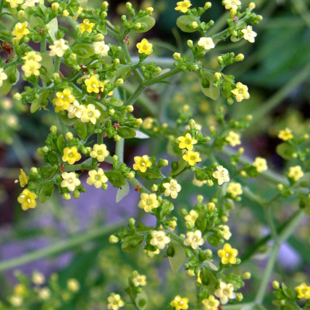 Patrinia monandra