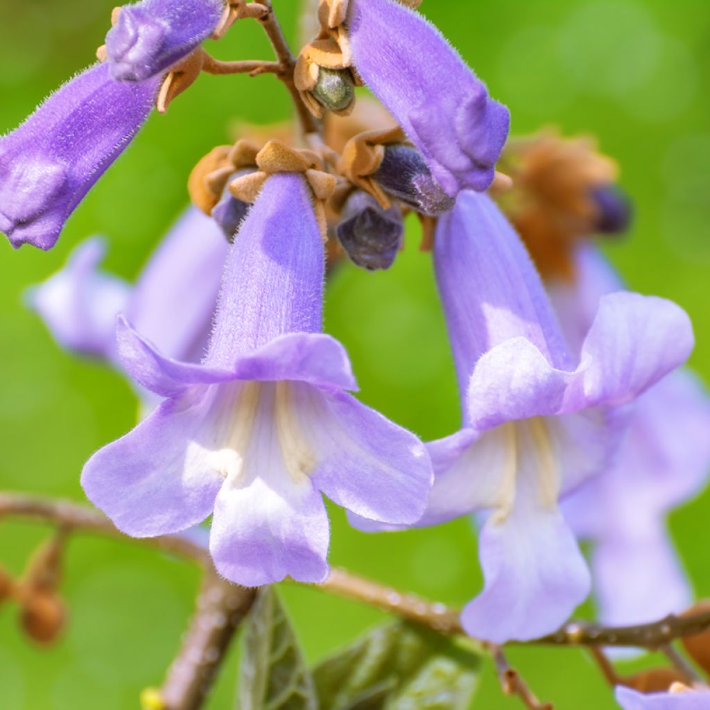 Paulownia fortunei April Light - Arbre du dragon