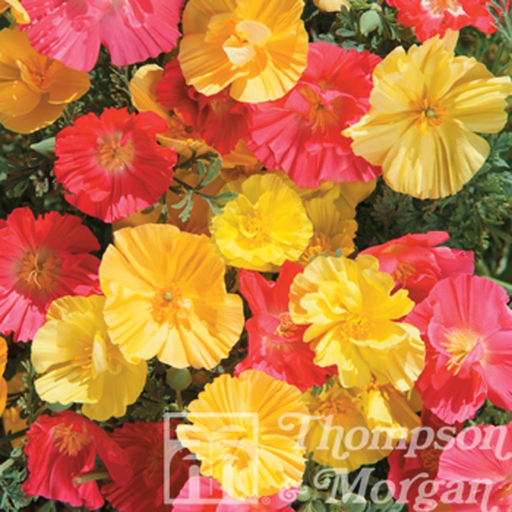 California Poppy Fruit Crush Seeds - Eschscholzia californica