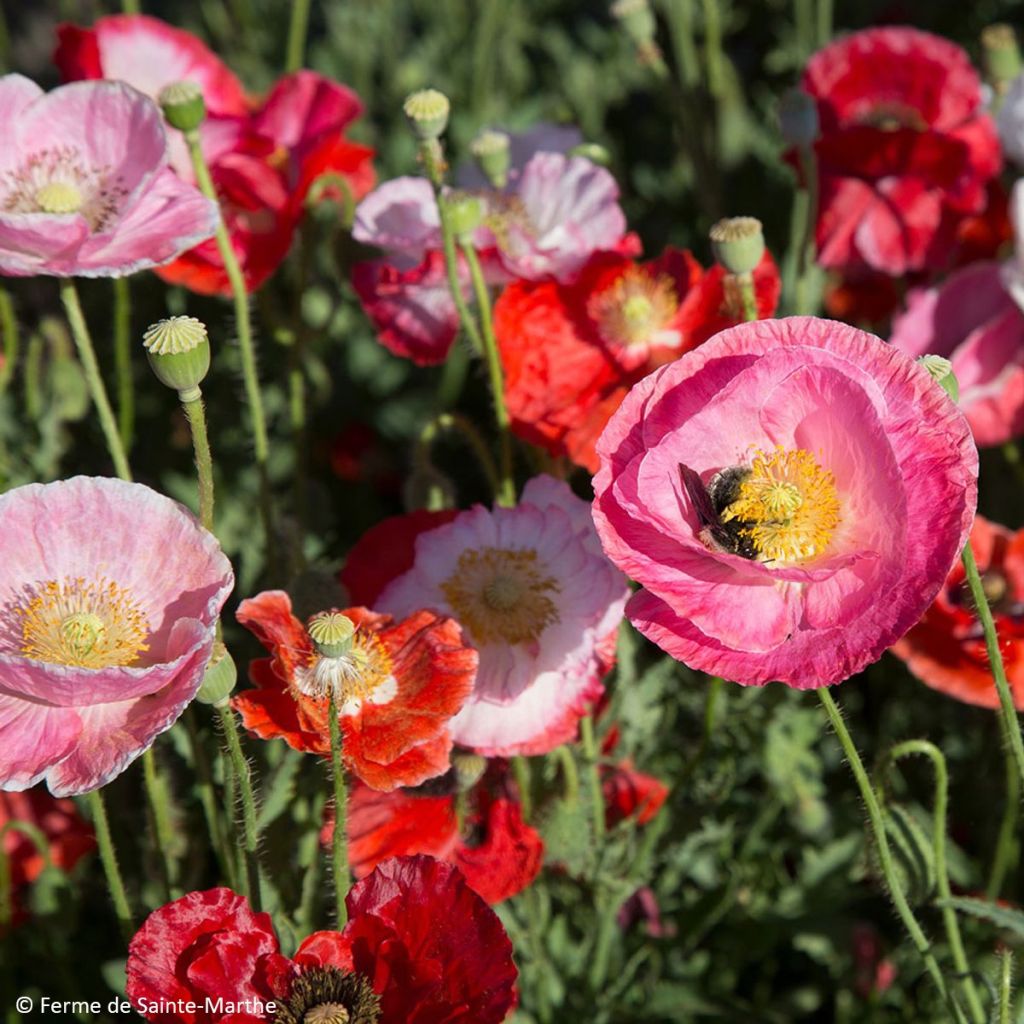 Pavot De Reconvilier Bio - Ferme de Sainte Marthe - Papaver rhoeas