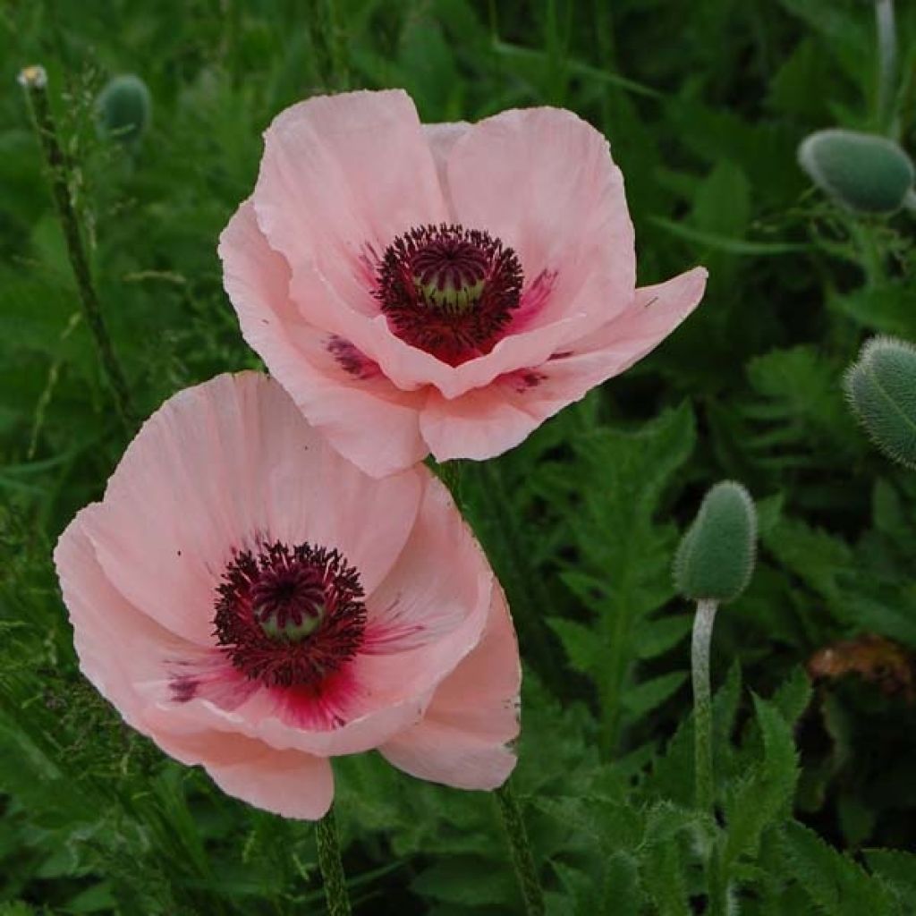 Pavot d Orient - Papaver orientale Queen Alexandra