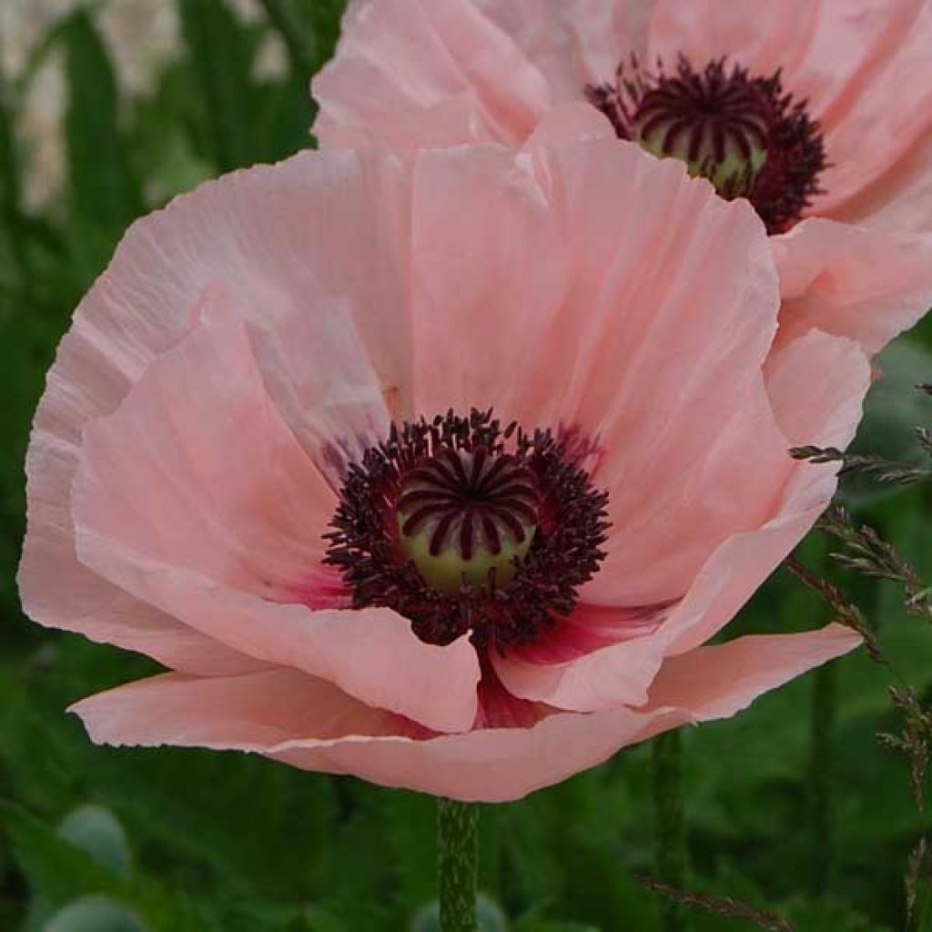 Pavot d Orient - Papaver orientale Queen Alexandra