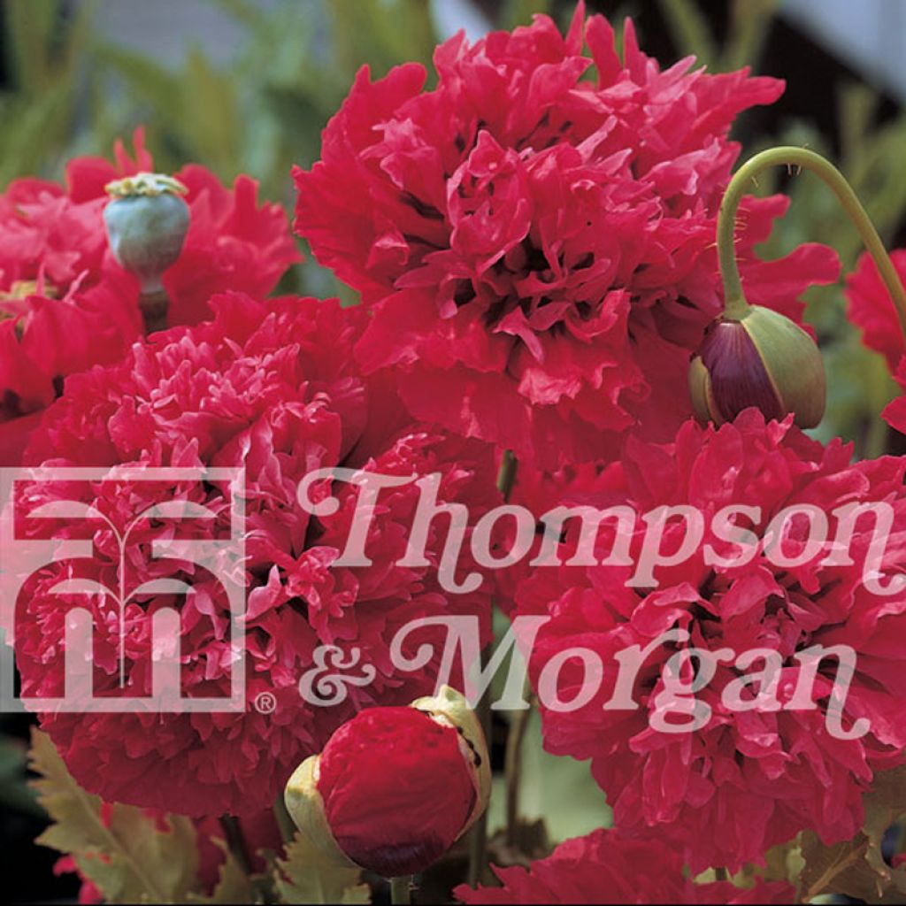 Opium Poppy Red Pom Poms Seeds - Papaver somniferum