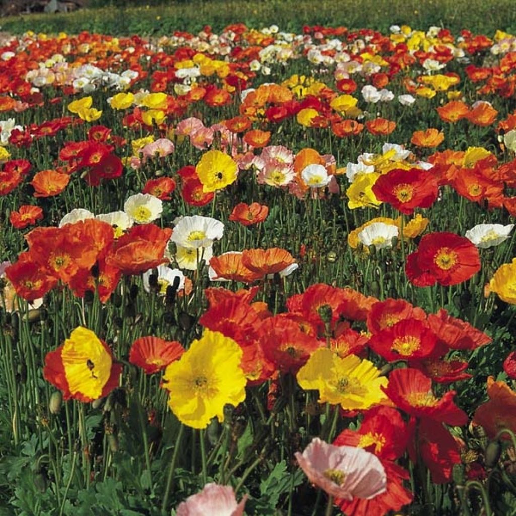 Pavot d Islande - Papaver nudicaule Gartenzwerg