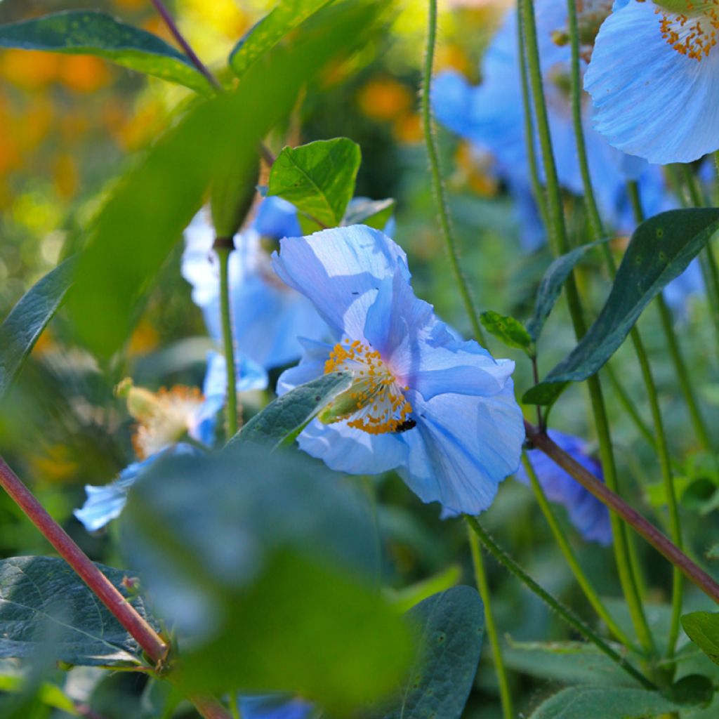 Meconopsis betonicifolia - Blue Poppy