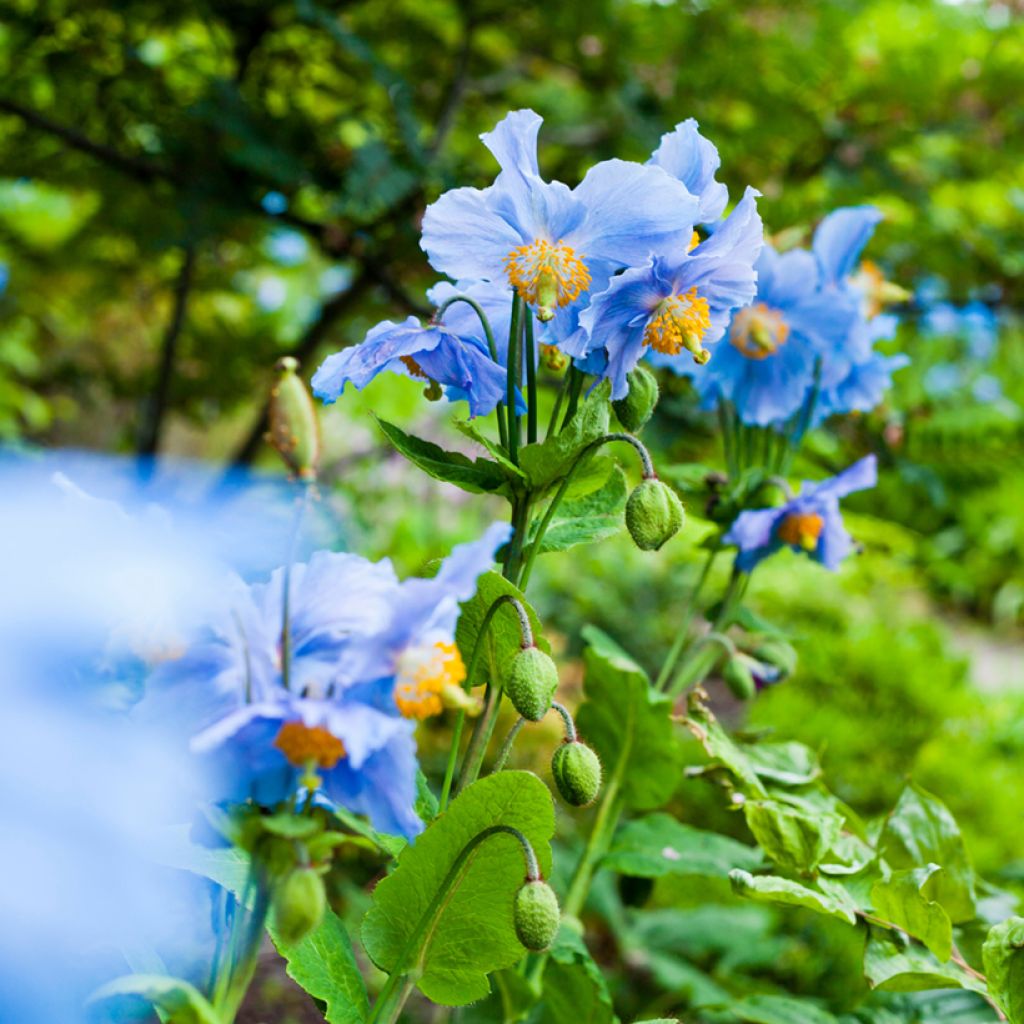 Meconopsis betonicifolia - Blue Poppy