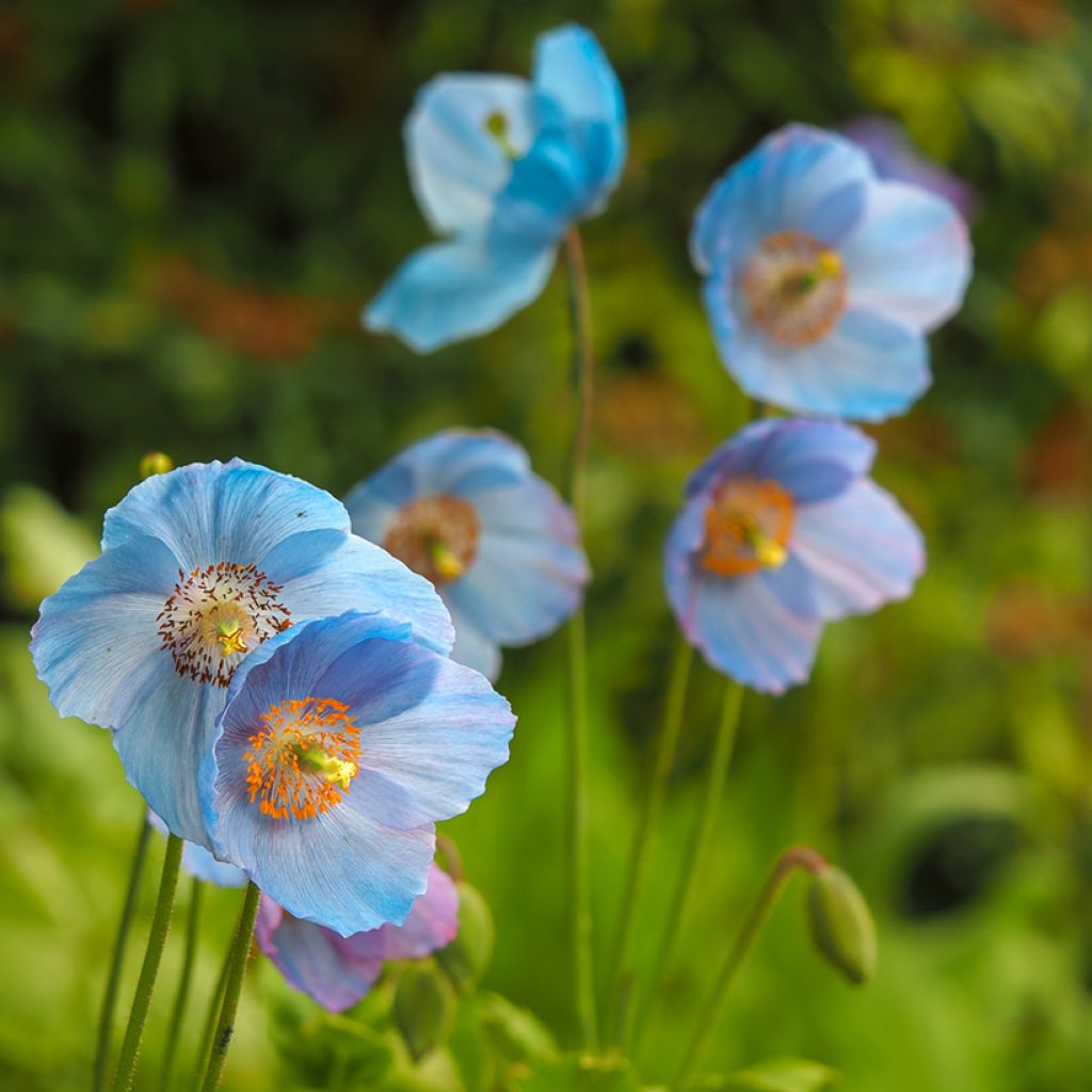 Meconopsis betonicifolia - Blue Poppy