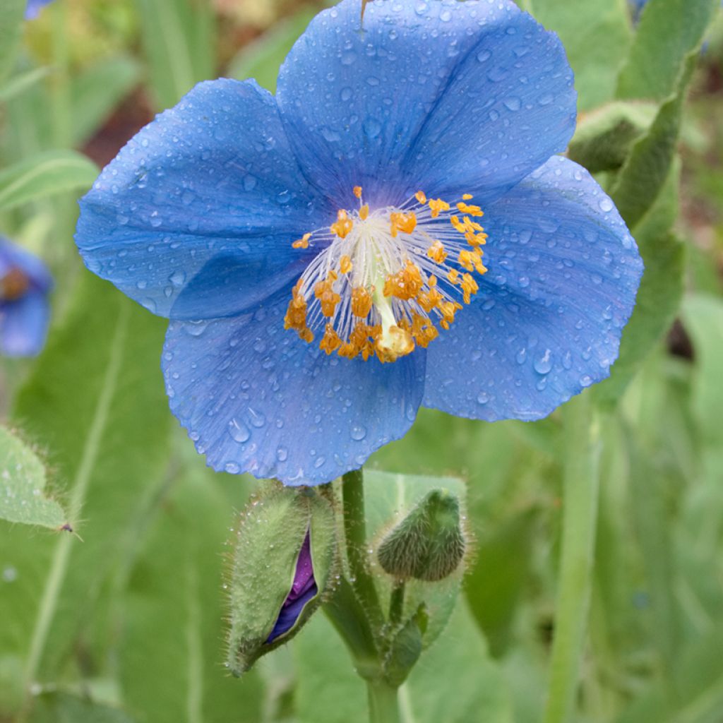 Meconopsis betonicifolia - Blue Poppy