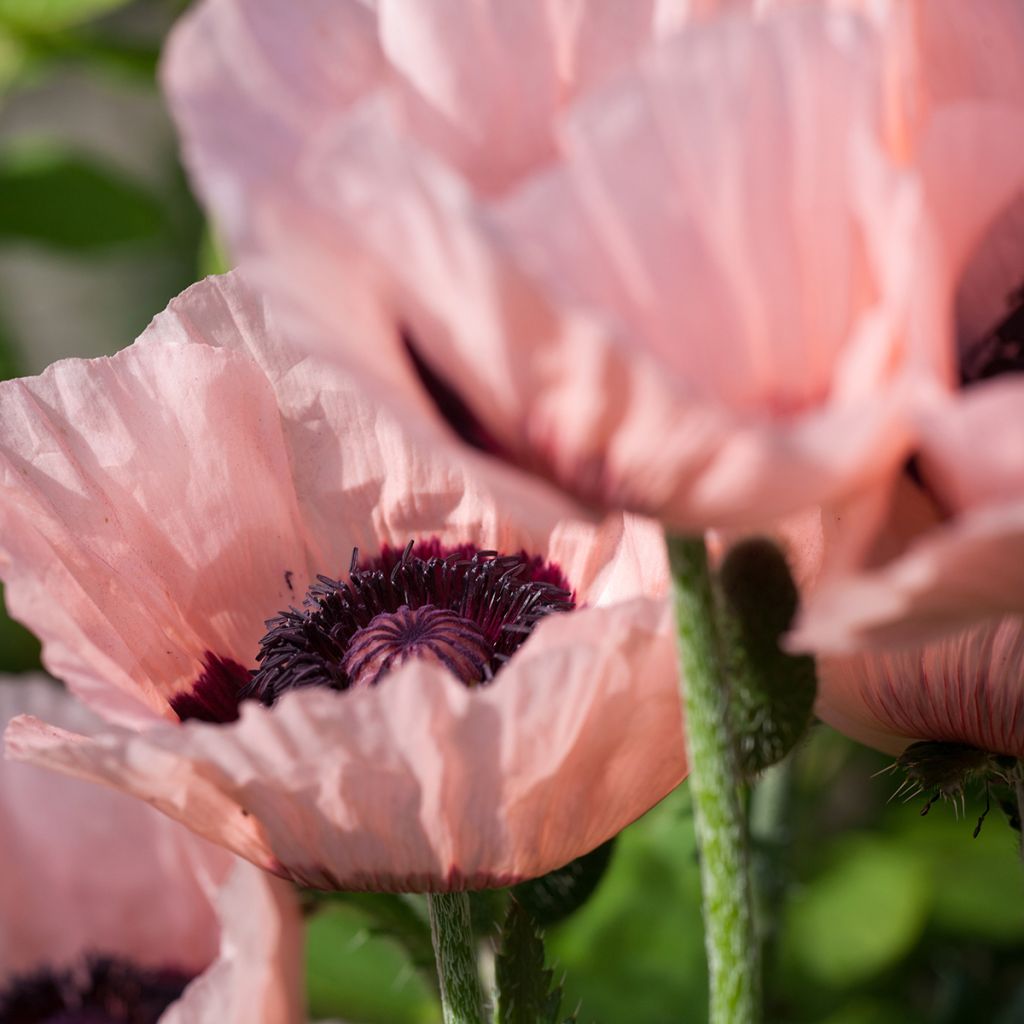 Papaver orientale Little Dancing Girl - Oriental Poppy