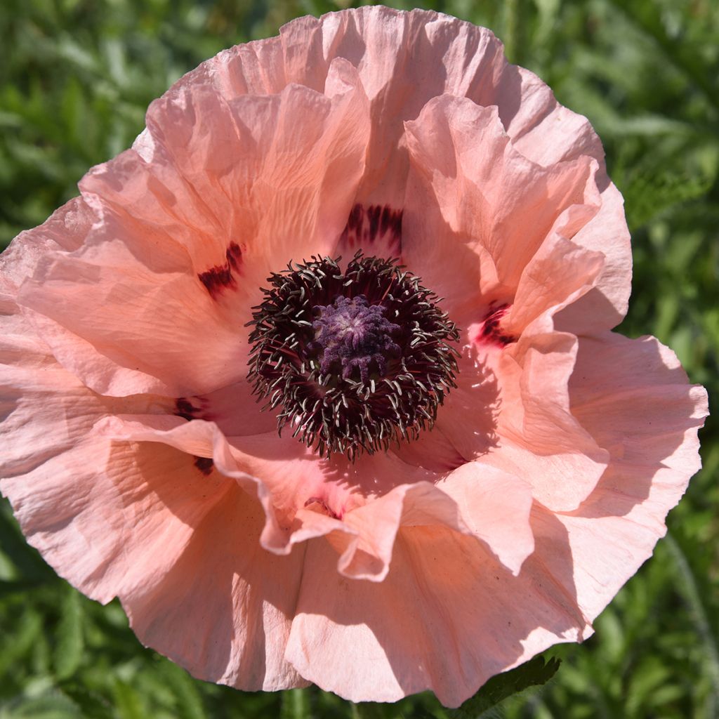 Papaver orientale Little Dancing Girl - Oriental Poppy