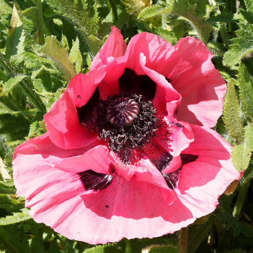 Pavot d Orient - Papaver orientale Lilac Girl