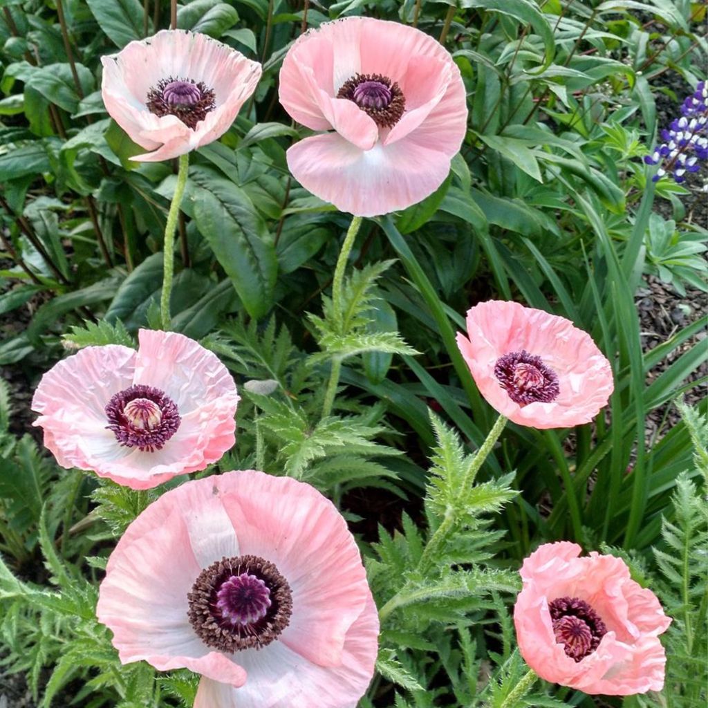 Papaver orientale Shasta - Oriental Poppy