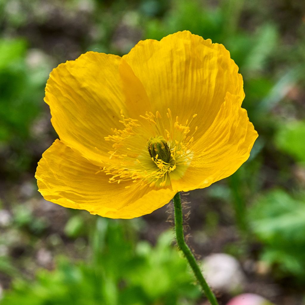 Meconopsis cambrica - Blue Poppy