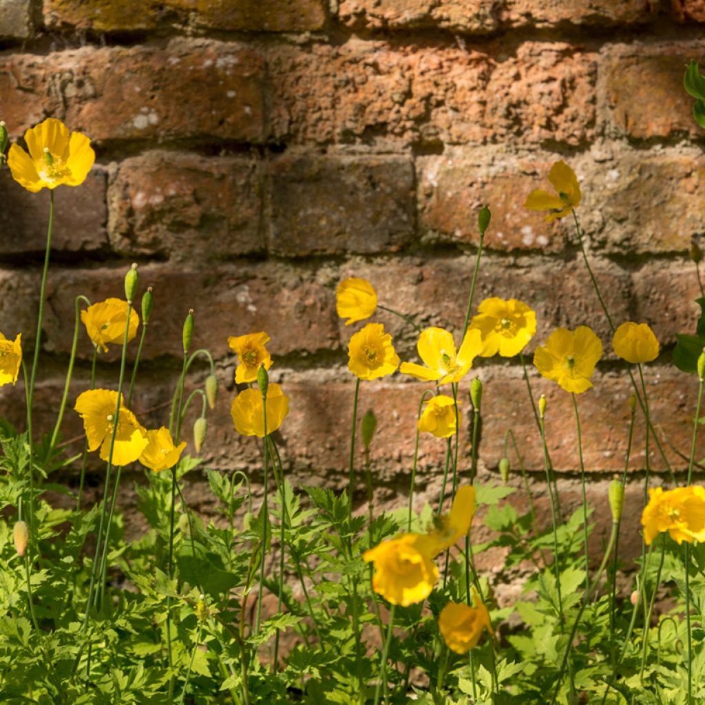 Meconopsis cambrica - Blue Poppy