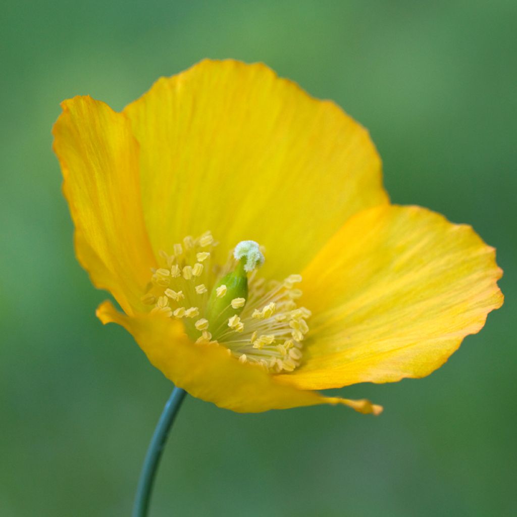 Meconopsis cambrica - Blue Poppy