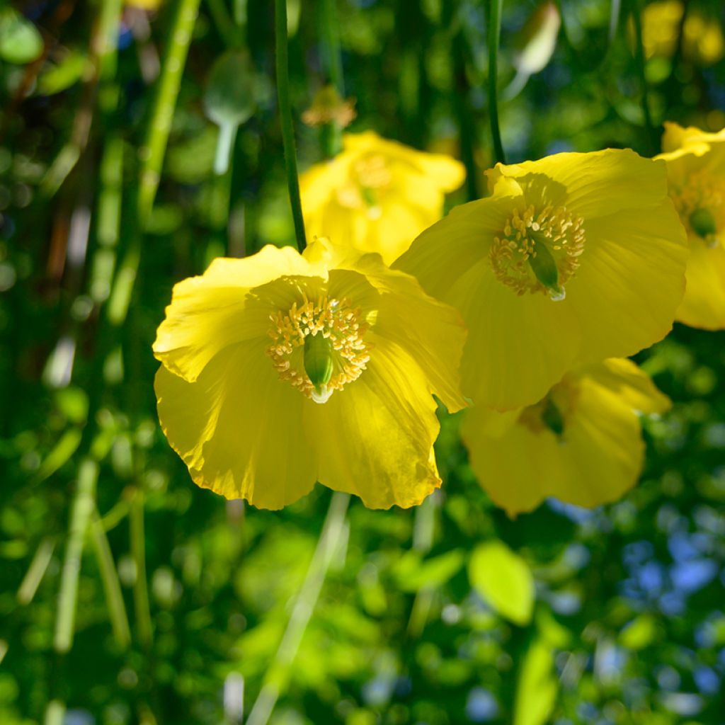 Meconopsis cambrica - Blue Poppy