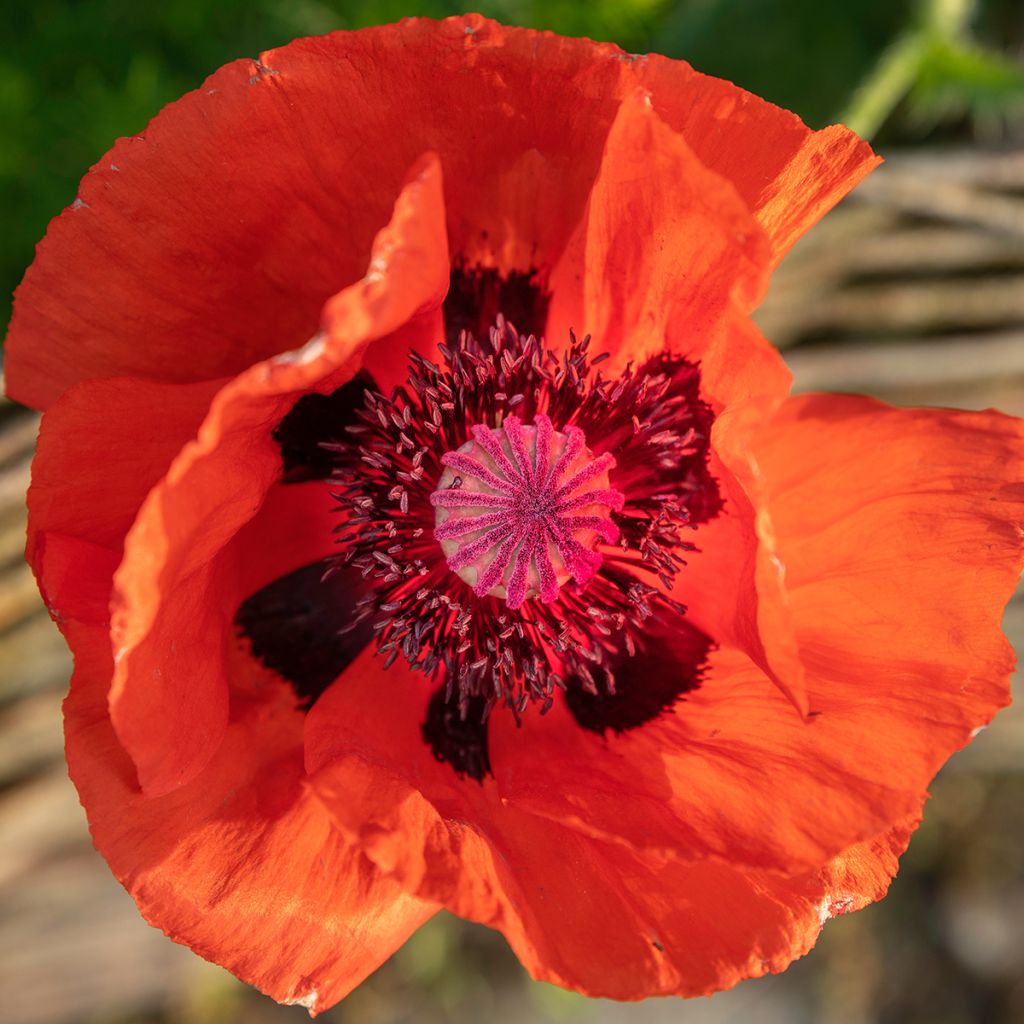 Papaver orientale Brilliant