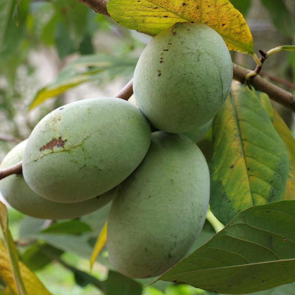 Pawpaw - Asimina triloba Allegheny